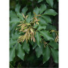 FRAXINUS ornus LOUISA LADY