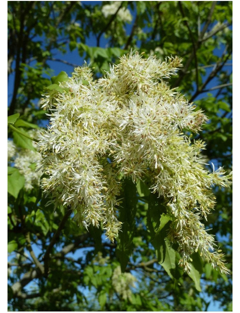 FRAXINUS ornus LOUISA LADY