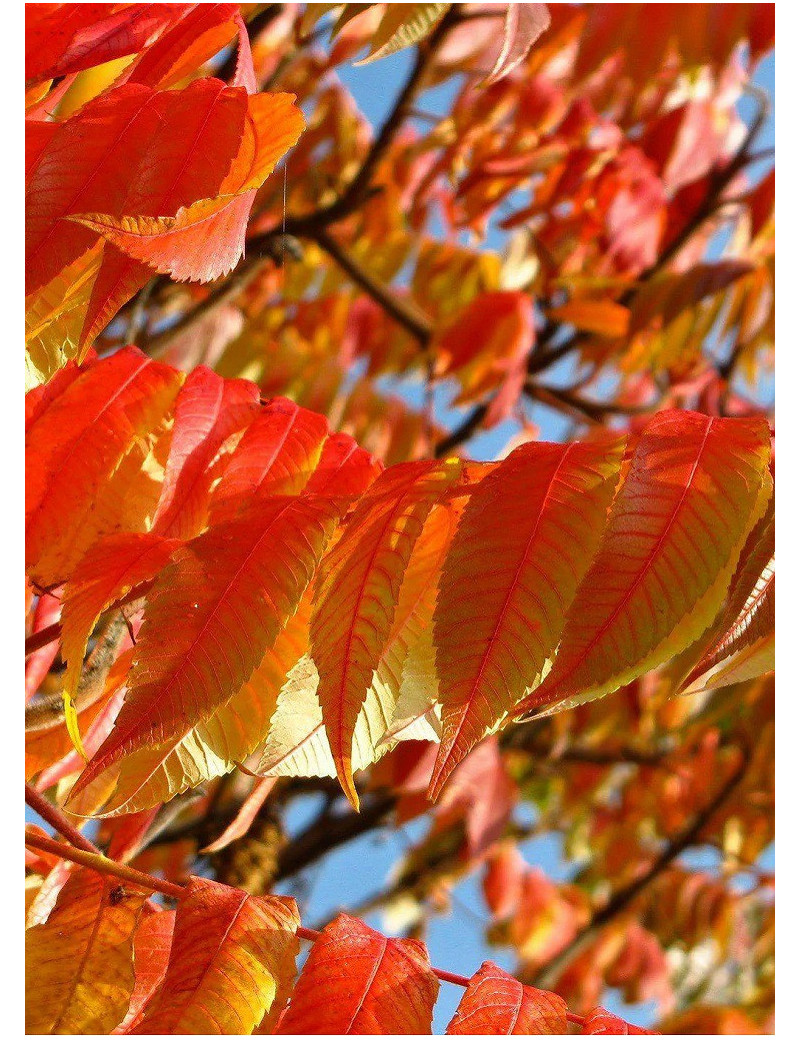 FRAXINUS pennsylvanica CIMMARON