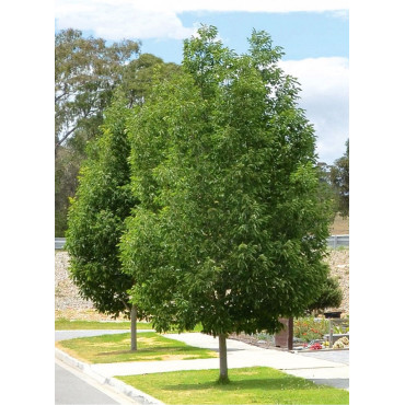 FRAXINUS pennsylvanica CIMMARON