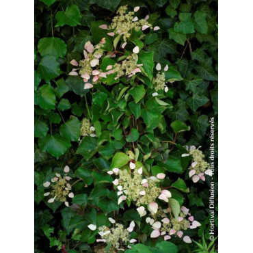 SCHIZOPHRAGMA hydrangeoïdes ROSE SENSATION