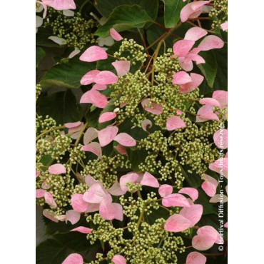 SCHIZOPHRAGMA hydrangeoïdes ROSE SENSATION