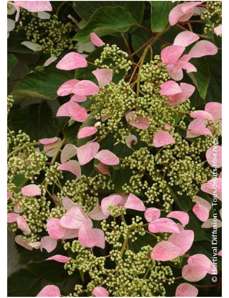 SCHIZOPHRAGMA hydrangeoïdes ROSE SENSATION