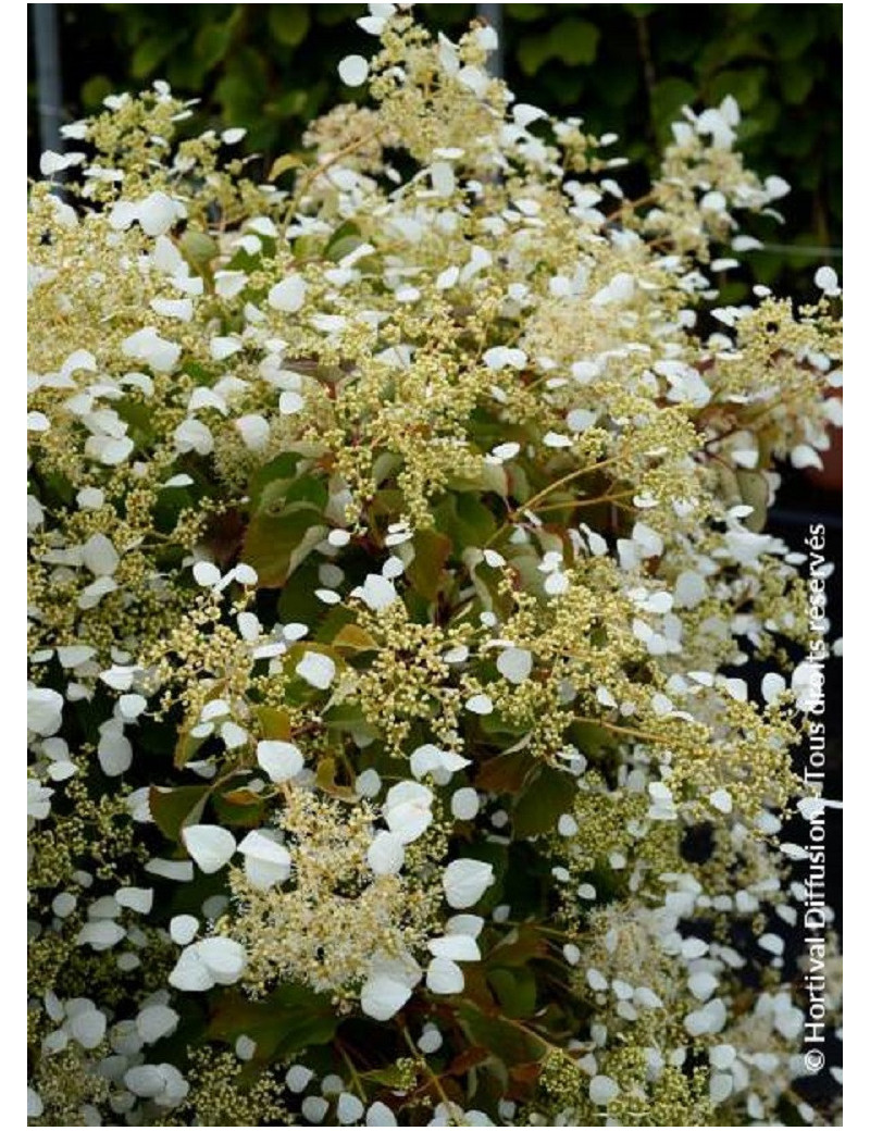 SCHIZOPHRAGMA hydrangeoïdes SNOW SENSATION