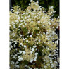 SCHIZOPHRAGMA hydrangeoïdes SNOW SENSATION