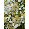 SCHIZOPHRAGMA hydrangeoïdes SNOW SENSATION