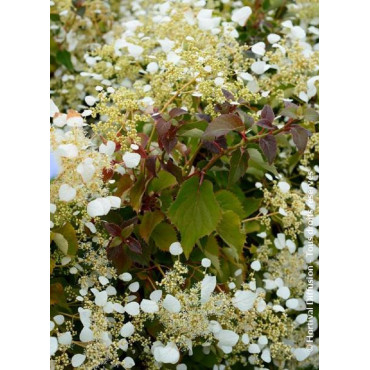 SCHIZOPHRAGMA hydrangeoïdes SNOW SENSATION