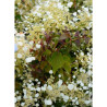 SCHIZOPHRAGMA hydrangeoïdes SNOW SENSATION