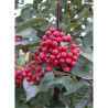 SORBUS aria MAGNIFICA