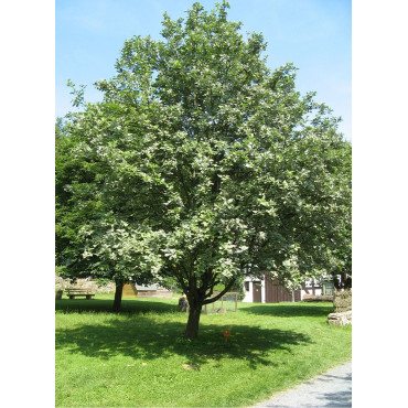 SORBUS aria MAGNIFICA