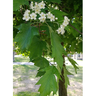 SORBUS torminalis