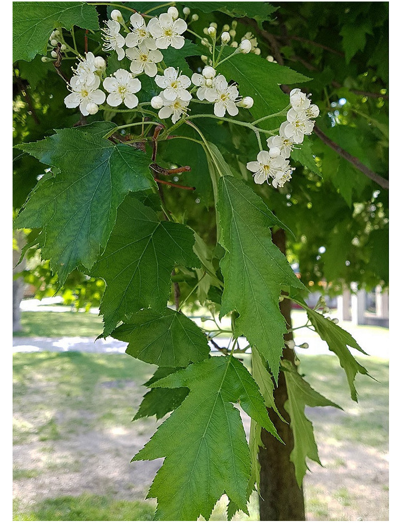 SORBUS torminalis