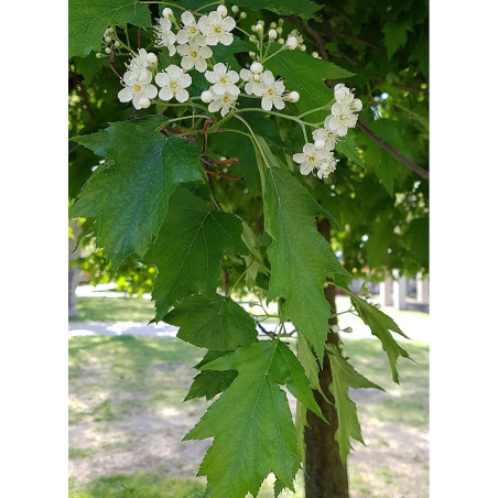 SORBUS torminalis