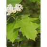 SORBUS torminalis