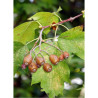 SORBUS torminalis