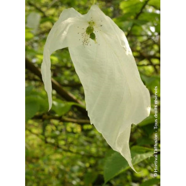 DAVIDIA involucrata