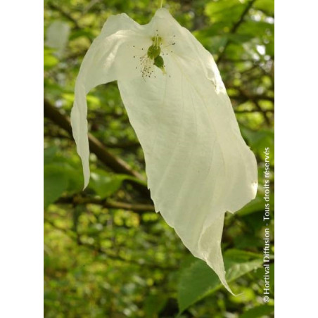 DAVIDIA involucrata