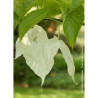 DAVIDIA involucrata