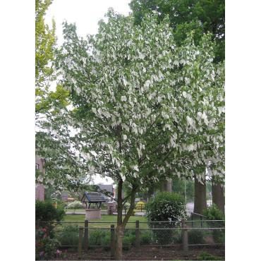 DAVIDIA involucrata VILMORINIANA