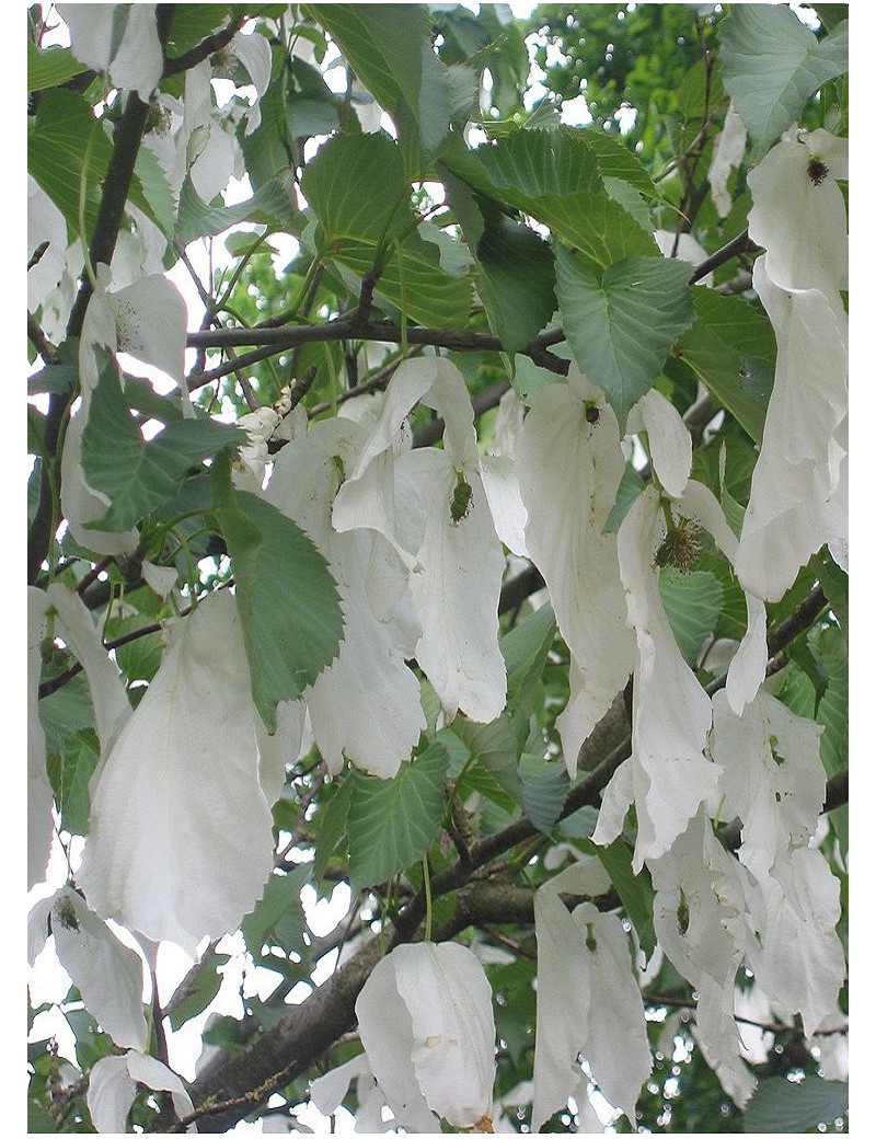 DAVIDIA involucrata VILMORINIANA