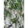 DAVIDIA involucrata VILMORINIANA