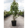 DAVIDIA involucrata VILMORINIANA En pot de 15-20 litres