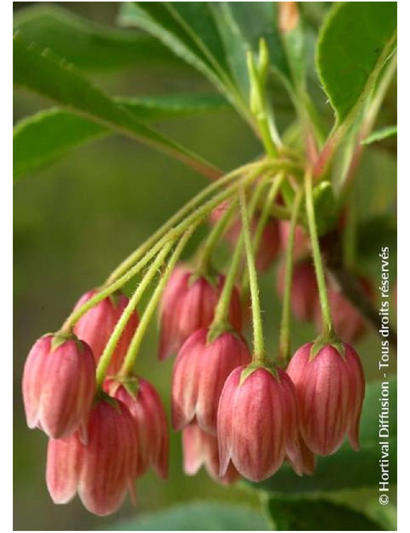 ENKIANTHUS campanulatus