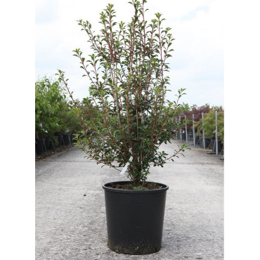 ENKIANTHUS campanulatus En pot de 15-20 litres