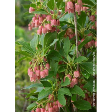 ENKIANTHUS campanulatus