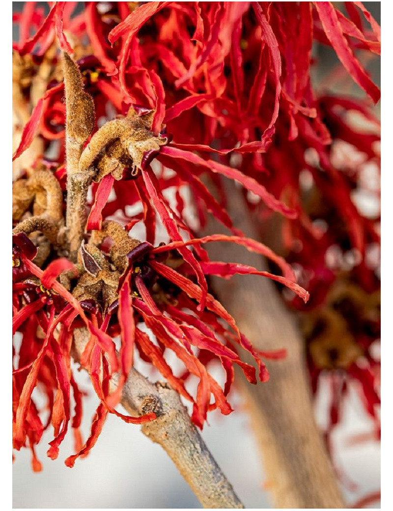 HAMAMELIS intermedia FEUERZAUBER