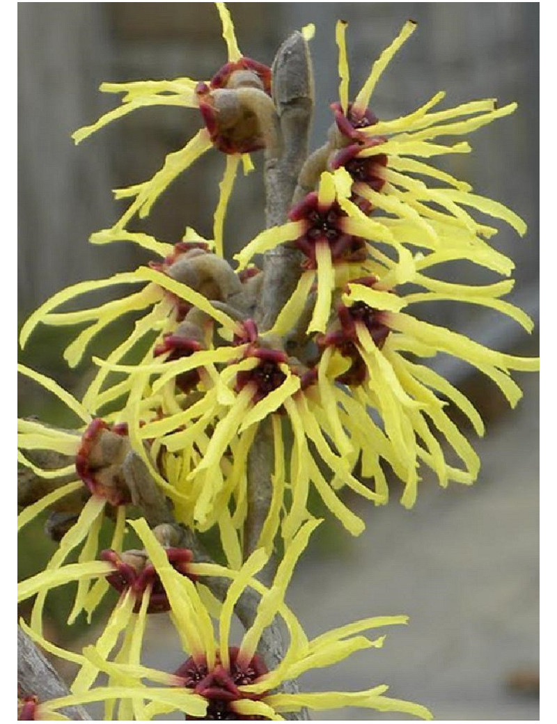 HAMAMELIS intermedia PRIMAVERA