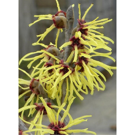 HAMAMELIS intermedia PRIMAVERA