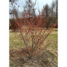 HAMAMELIS intermedia RUBY GLOW