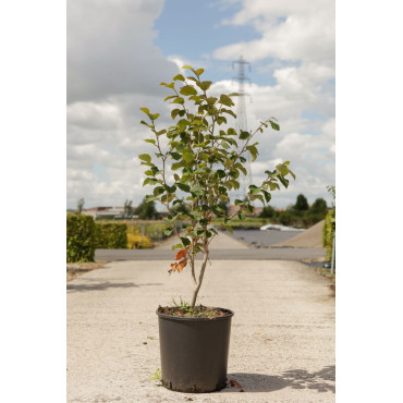 HAMAMELIS intermedia En pot de 15-20 litres