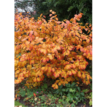 HAMAMELIS intermedia RUBY GLOW