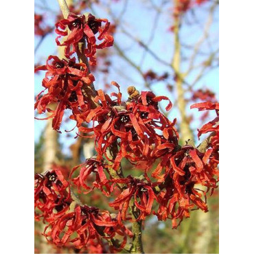 HAMAMELIS intermedia RUBY GLOW