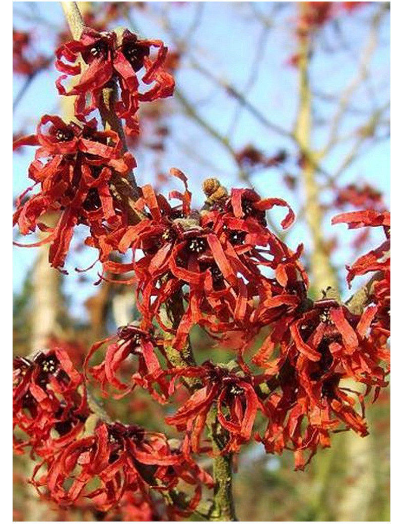 HAMAMELIS intermedia RUBY GLOW