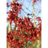 HAMAMELIS intermedia RUBY GLOW