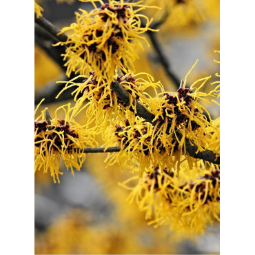 HAMAMELIS intermedia WESTERSTEDE