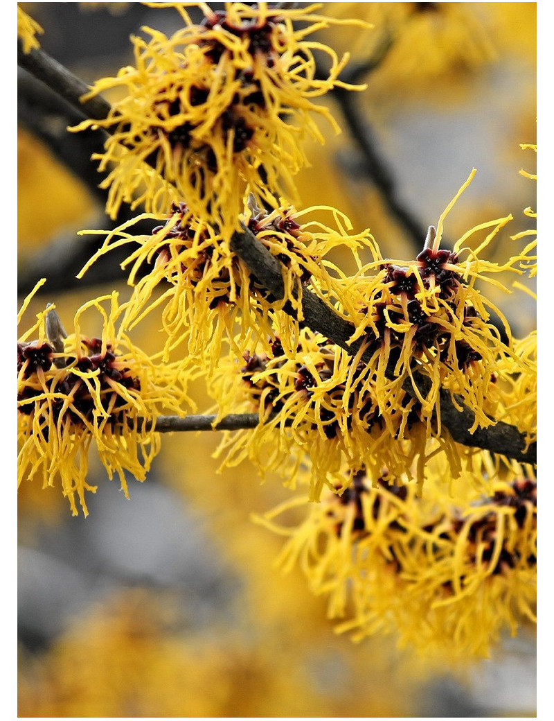 HAMAMELIS intermedia WESTERSTEDE