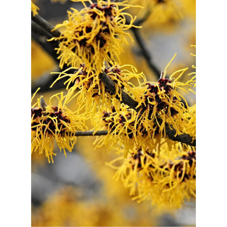 HAMAMELIS intermedia WESTERSTEDE