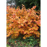 HAMAMELIS intermedia WESTERSTEDE