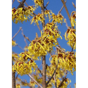 HAMAMELIS intermedia ARNOLD PROMISE