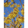 HAMAMELIS intermedia ARNOLD PROMISE