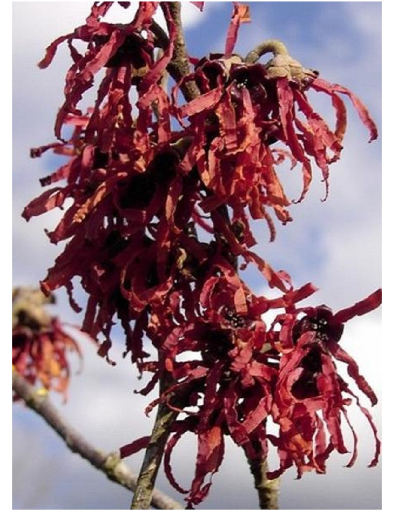 HAMAMELIS intermedia DIANE