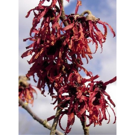 HAMAMELIS intermedia DIANE