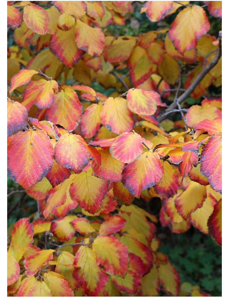 HAMAMELIS intermedia ORANGE BEAUTY