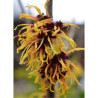 HAMAMELIS intermedia ORANGE BEAUTY