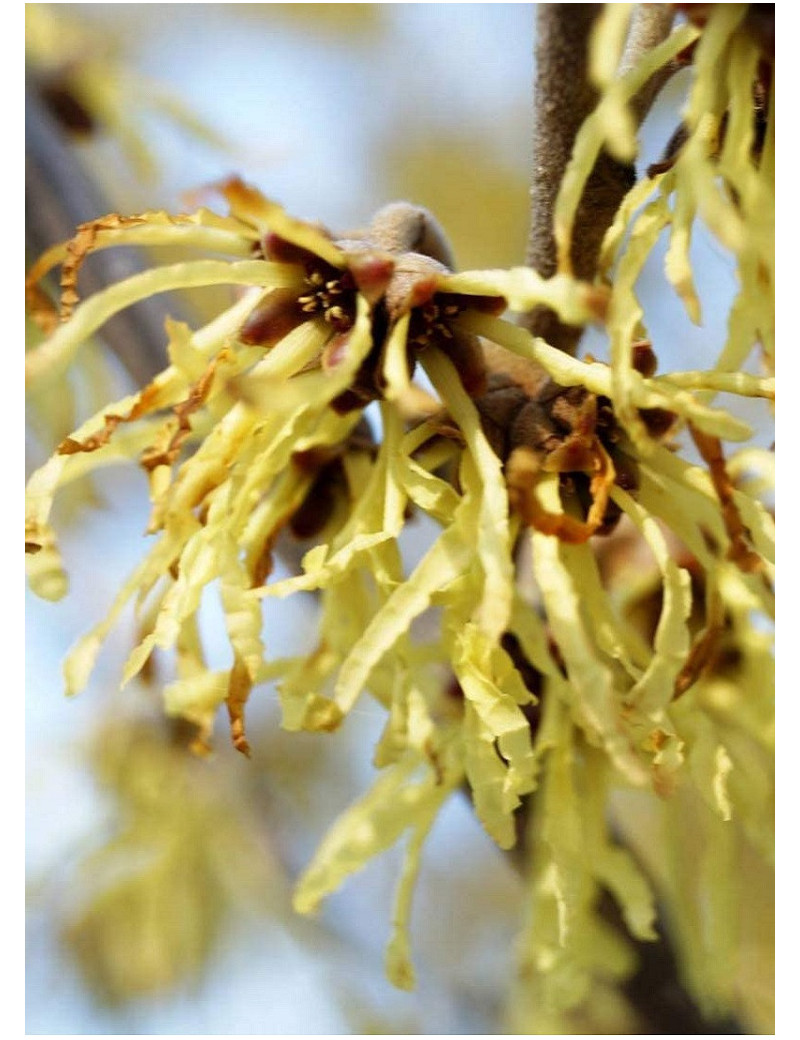 HAMAMELIS intermedia PALLIDA