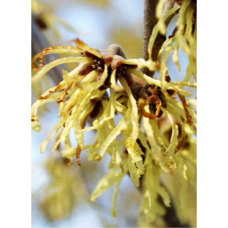 HAMAMELIS intermedia PALLIDA